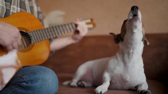 Funny Jack Russell Terrier howling and "singing" to acoustic guitar music. A small dog sits on a sofa next to a man and howls along to the guitar. Concept of talented pets, musical accompaniment