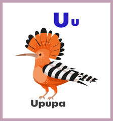 Upupa letter U english alphabet card children © hadeev