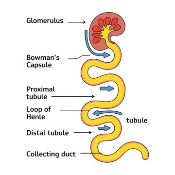 Diagram of the human nephron illustrating kidney filtration and tubular reabsorption