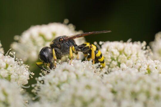 Closeup on a large crabronid wasp, Ectemnius fossorius feeding on white Angelica flowers
