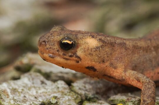 Closeup of a juvenile terrestrial banded newt, Ommatotriton ophryticus, on a wooden trunk surface