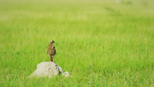 The pale chanting goshawk (Melierax canorus) is a bird of prey in the family Accipitridae. This hawk breeds in southern Africa.