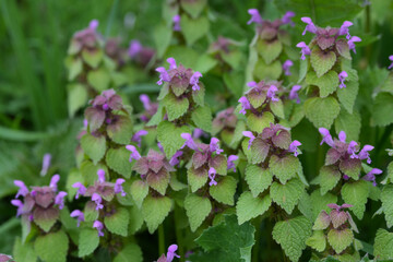 Naklejka premium Vibrant Purple and Green Lamium purpureum Thrive in Natural Habitat with Delicate Blooms and Lush Foliage