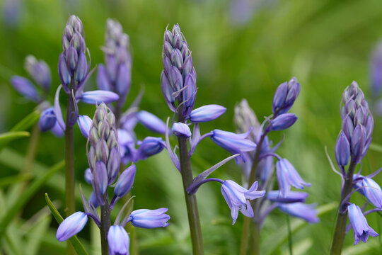 Vibrant purple bluebell blooms and buds emerge from lush green foliage, signifying spring's arrival and growth