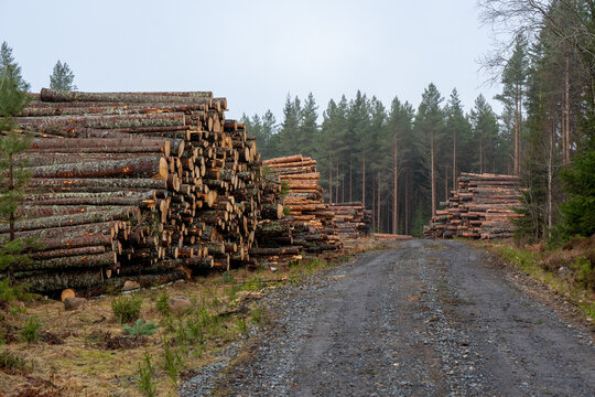 Timber logs stacked beside a gravel road