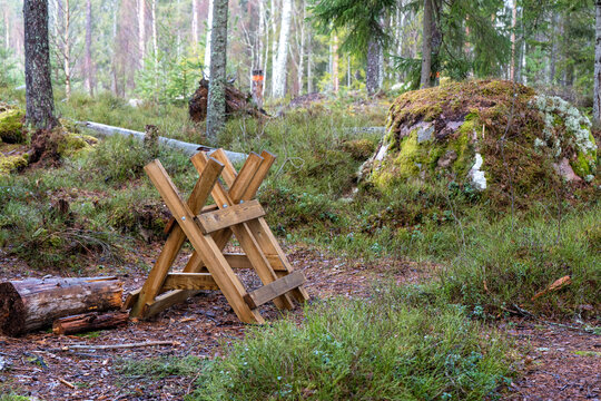 Sawhorse in the middle of a Swedish forest