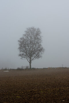 A lonely tree standing on field in mist
