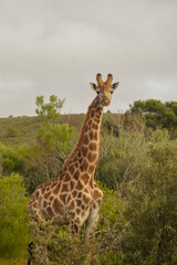 Obraz premium Giraffe standing alert in thicket, Gondwana Game Reserve, South Africa