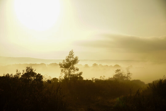 Misty sunrise over fynbos landscape, Gondwana Game Reserve, South Africa