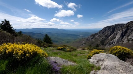 Naklejka premium Expansive mountain vista with vibrant yellow wildflowers blooming in springtime under a clear blue sky