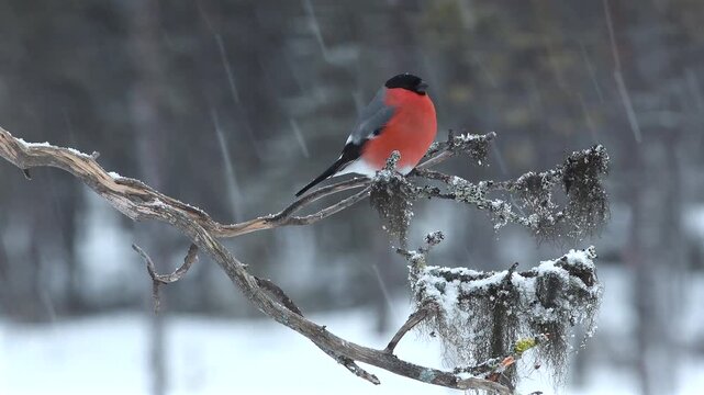 Male Eurasian bullfinch perched on a snowy branch in falling snow