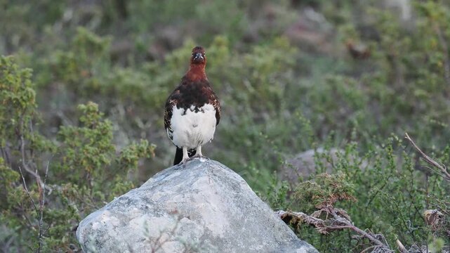 Ptarmigan in summer plumage standing on a rock in tundra