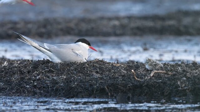Arctic tern resting on seaweed covered rocks by the sea