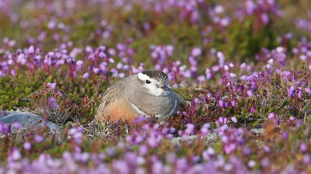 Eurasian dotterel resting among purple wildflowers on tundra