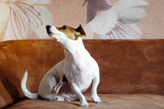 A cute Jack Russell Terrier dog sitting on a couch and scratching its neck with a hind leg. Concept of pet allergies, fleas, skin irritation, or common domestic dog behavior.