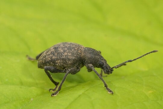 Closeup on a fresh emerged root‑feeding herbivore European plant parasite weevile beetle, Liophloeus tessulatus on a green leaf
