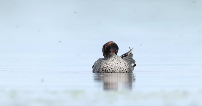 Duck swimming away on calm water seen from behind