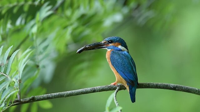 Common kingfisher perched on a branch holding a small fish