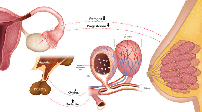 Hormonal regulation of lactation, prolactin and oxytocin mechanism, breast milk production, estrogen and progesterone decrease. Lactation hormones
