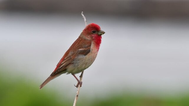 Male common rosefinch perched on a thin twig in soft light