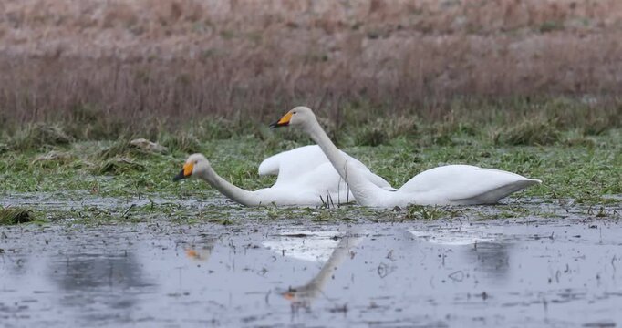 Two whooper swans resting on a wet grassy field in winter
