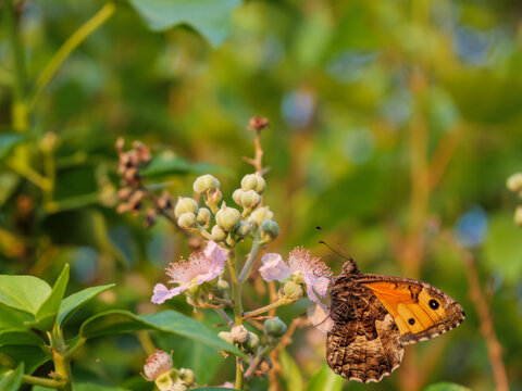 Gatekeeper Butterfly On Bramble Flower In Warm Light