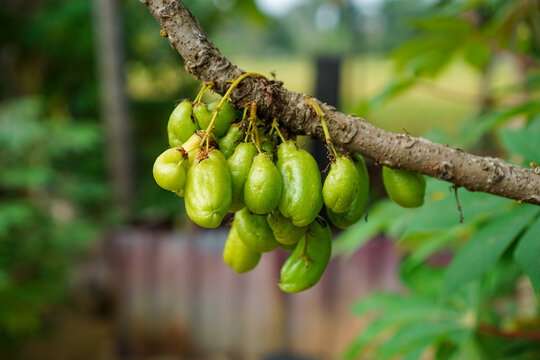 Close up of Averrhoa bilimbi fruit hanging from branch