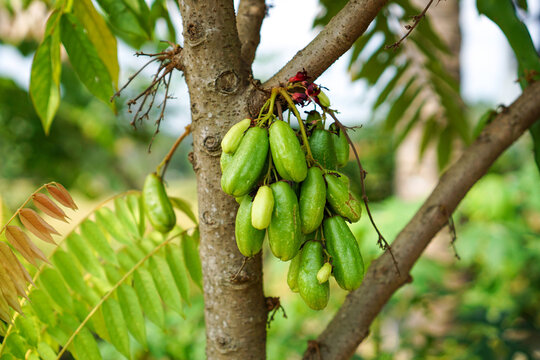 Close up of Averrhoa bilimbi fruit hanging from branch