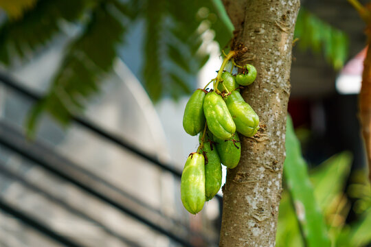 Close up of Averrhoa bilimbi fruit hanging from branch