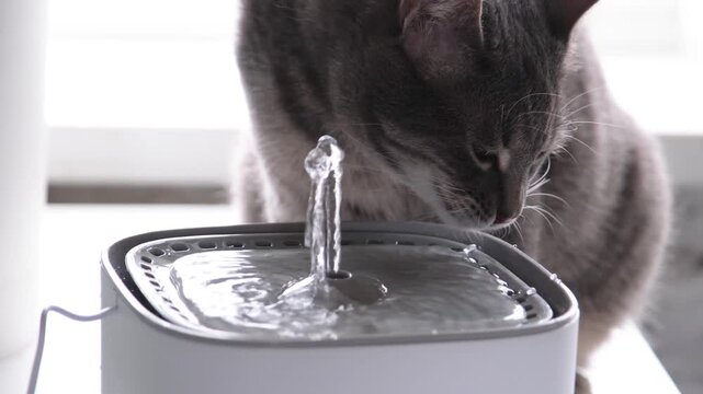 Cat drinking from automatic water fountain. Modern smart drinker for pet. Drinking fountain with replaceable filter, water quantity indicator, filter replacement at home. Prevention of urolithiasis