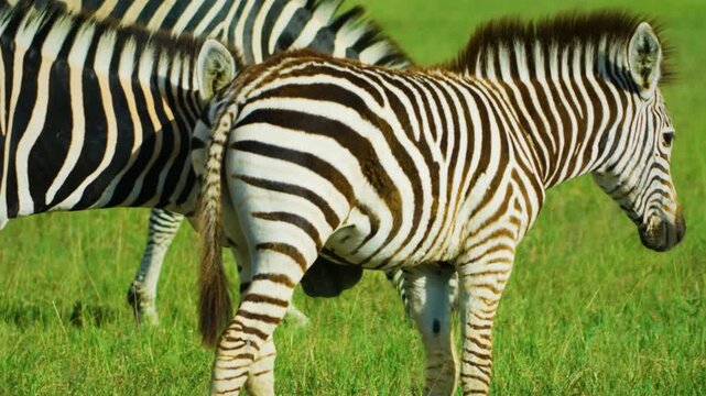 Close up of a Baby young zebra with her mother in Kenya.