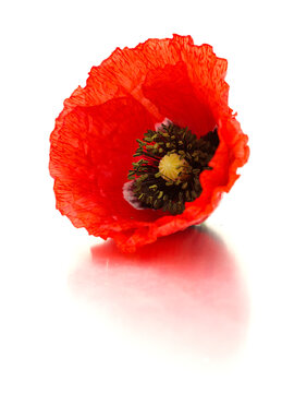 Flora of Gran Canaria -  Papaver rhoeas, common poppy