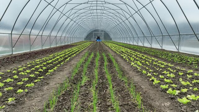 Farmland greenhouse farm drone aerial bio onion allium cepa bulb lettuce oak Lactuca sativa kohlrabi cabbage brassica oleracea german turnip or common leafy green agriculture ecological vegetable