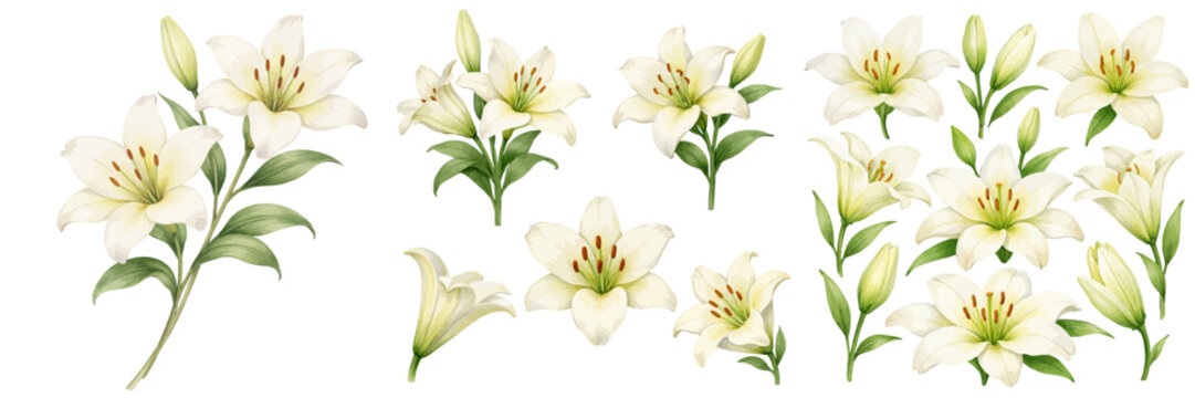 A charming watercolor collection of white lily featuring elegant blooming flowers with soft petals and fresh green buds illustrated in a natural botanical style.