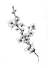 Fototapeta premium a small tattoo design of cherry blossoms falling from the branch, a simple ink drawing on a white background with no shadows.