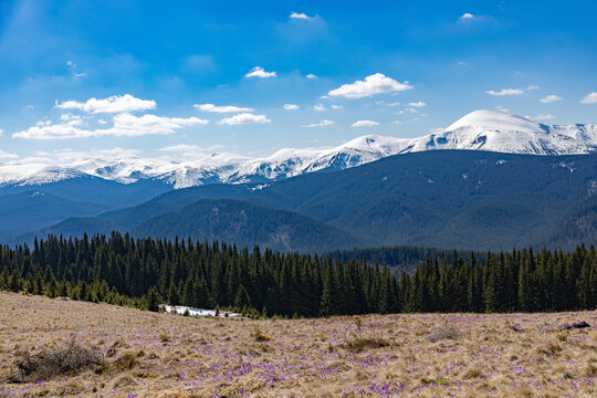 Panoramic view of Chornohora range with blooming crocuses in Carpathians
