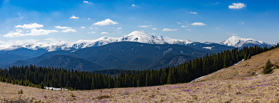 Panoramic view of Chornohora range with blooming crocuses in Carpathians