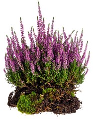 Obraz premium A vibrant close-up showcases a cluster of purple flowering plant with green sprigs, roots, and rich soil against a clean white background