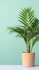 Obraz premium Minimalist houseplant Areca palm in a peach pot against a mint green background, modern interior decor.