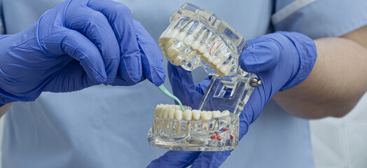 Dentist demonstrating interdental cleaning with a green brush on a clear jaw model. Wide dental hygiene banner.