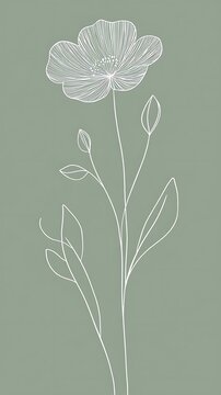 A delicate white outline drawing of a single blooming flower with thin petals on a subtle sage green