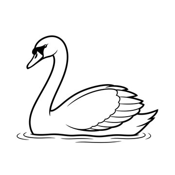 A swan floating on water