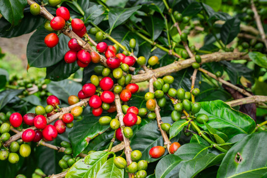 Fresh red and green coffee cherries ripening on a branch in a lush plantation. High-quality organic arabica beans growth for specialty coffee production and sustainable agricultural harvesting