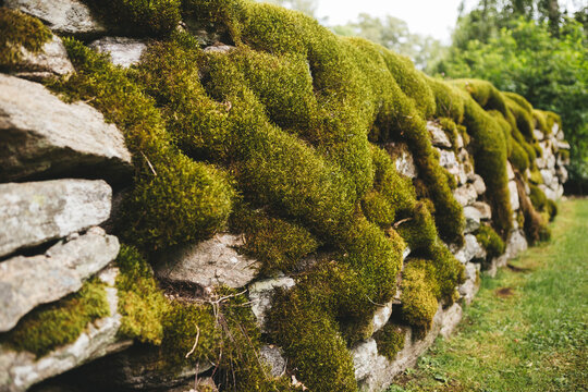 Lush green moss cascading over an ancient dry stone wall in a rural landscape. Thick velvety bryophytes covering weathered grey rocks in a serene garden, showcasing natural texture and old growth.