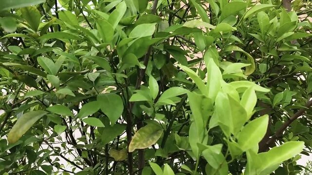 green leaves in the garden