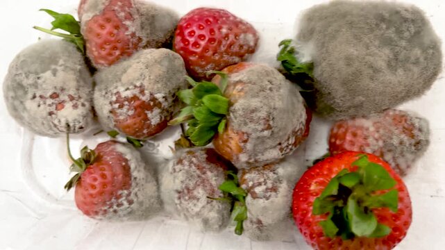 Moldy Strawberry Closeup Rotten Fruit Decay Fungal Texture Unhealthy Food Spoiled Organic Berry Macro Contamination Background