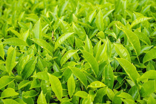Fresh green tea leaves close up on plantation in morning sunlight. Organic agriculture background for herbal beverage industry and healthy lifestyle. High quality nature photography for commercial