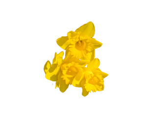 Gelbe Blüten Narzisse Osterglocke freigestellt