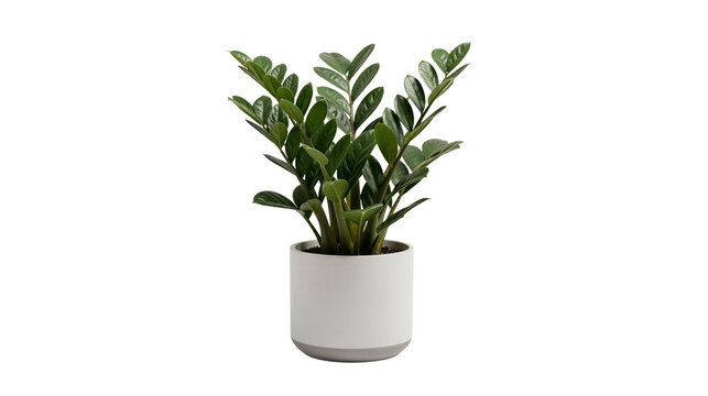 Potted ZZ plant on transparent background
