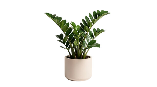 Potted ZZ plant on transparent background